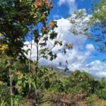 Orange grove in the Blue Zone
