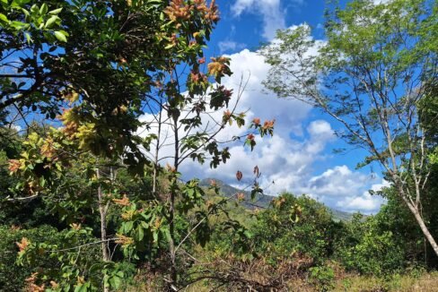 Orange grove in the Blue Zone