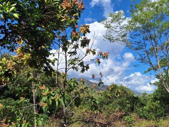 Orange grove in the Blue Zone