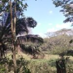 Tropical terrain for development