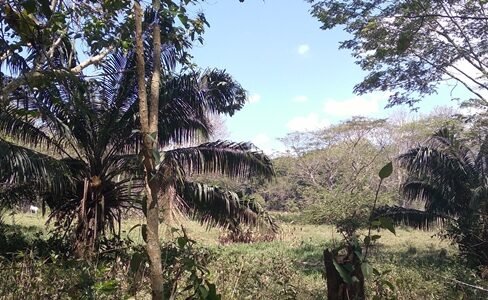 Tropical terrain for development