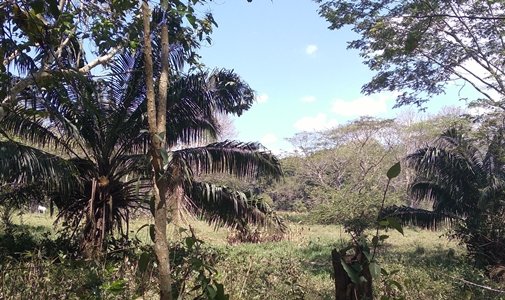 Tropical terrain for development