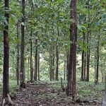 36 ha teak finca Nicoya Peninsula