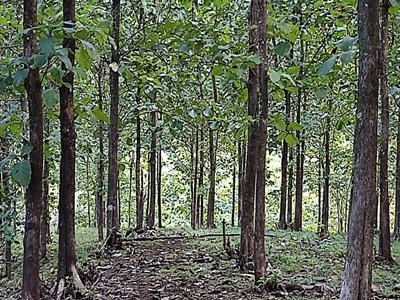 36 ha teak finca Nicoya Peninsula