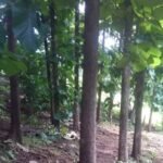 Teak plantation Nicoya