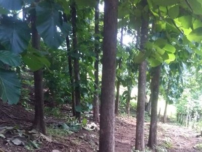 Teak plantation Nicoya
