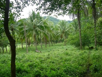 Beautiful Guanacaste finca