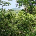 Costa Rica rainforest estate for sale