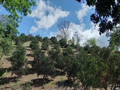 Small orange plantation in Costa Rica
