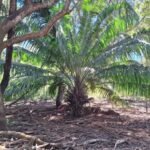 Natural jungle oasis near the beach
