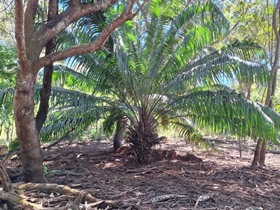 Natural jungle oasis near the beach