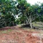 Orange plantation in production