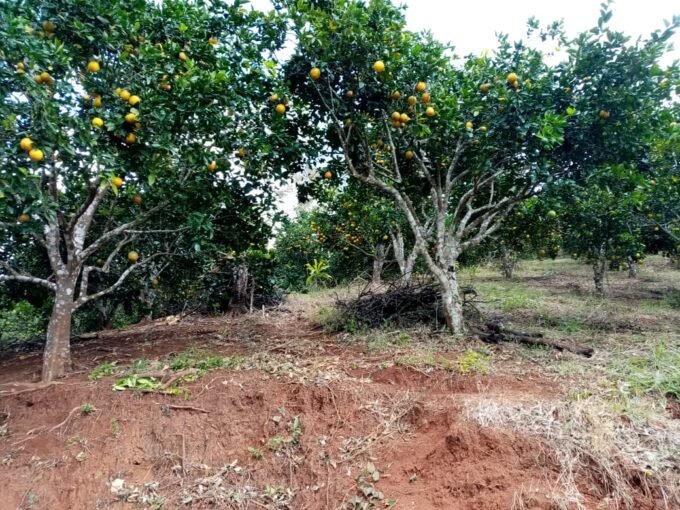 Orange plantation in production