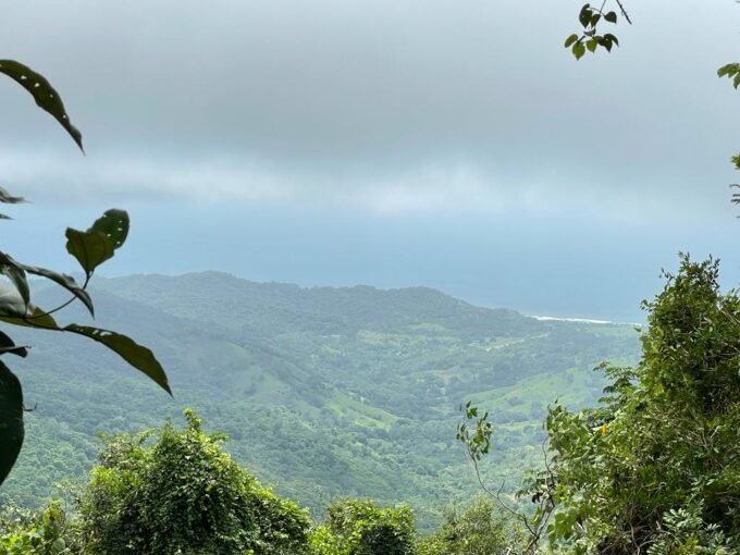 Wood plantation near the Pacific Ocean