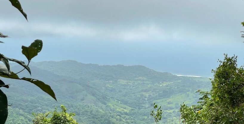 Wood plantation near the Pacific Ocean