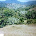 Finca with teak plantation