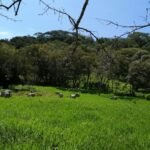 Land for sale near Playa Camaronal