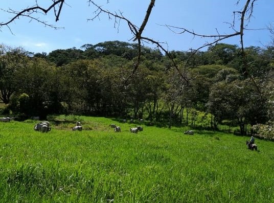 Land for sale near Playa Camaronal